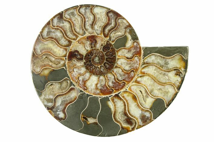 Cut & Polished Ammonite Fossil (Half) - Madagascar #317652